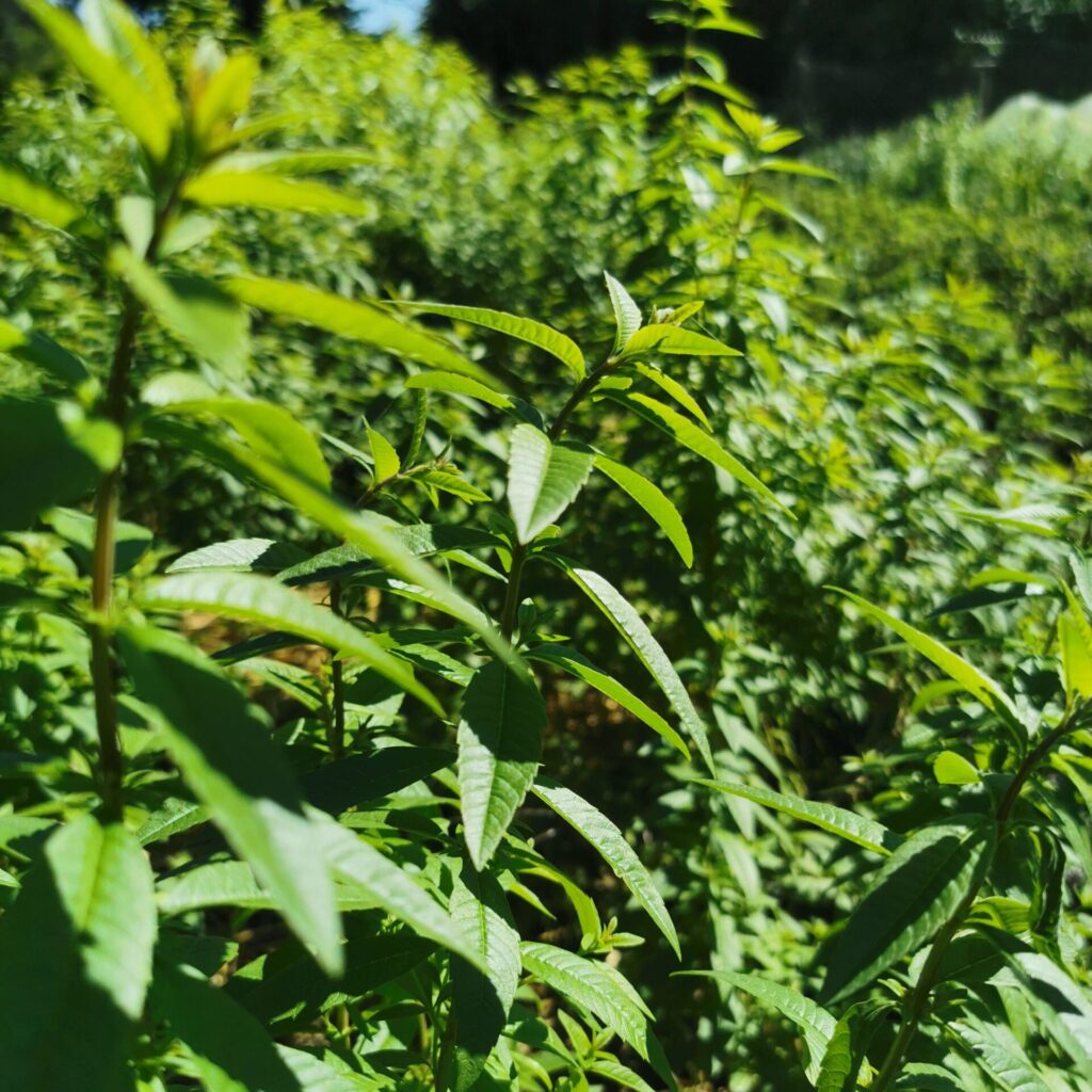 feuilles de verveine